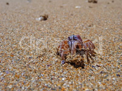 Krebs am Sandstrand