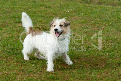 Jack Russell Terrier