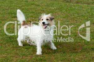 Jack Russell Terrier