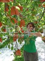 Obstplantage in Japan