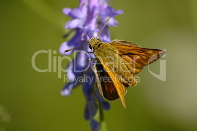 butterfly moth