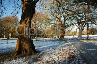 Cardiff Park