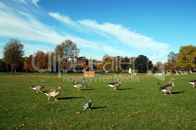 goose in london park