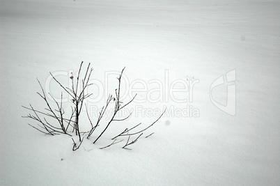 little bush in snow