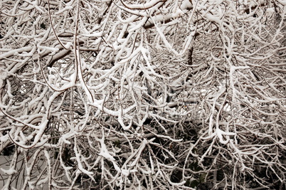 backgound of frosted branches