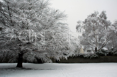 snowy trees in Bute Park