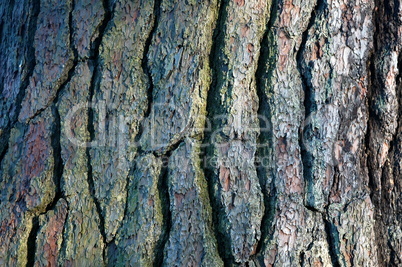 oak bark