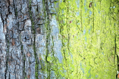 bark with moss