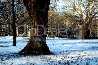 Oak in Cardiff park