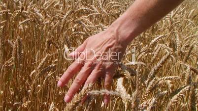 Hand In Wheat Field