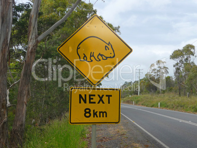 Wombat auf einem Schild in Tasmanien