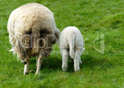 Sheep and lamb