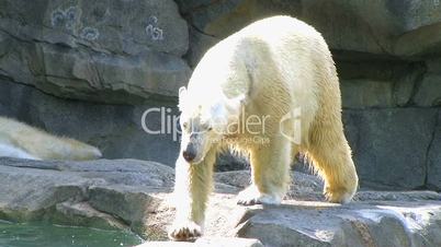 Polar Bear Shaking Off Water