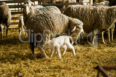 Schafe mit Lamm, sheeps with lamb
