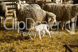 Schafe mit Lamm, sheeps with lamb