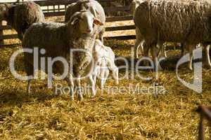 Schafe und Lämmer, sheeps and lambs