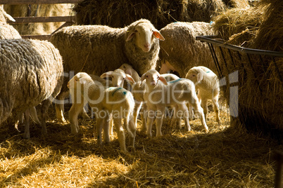 Schafe und Lämmer, sheeps and lambs