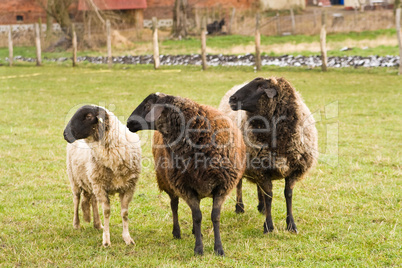 Schafe, sheeps