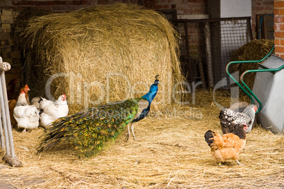Hühner und Pfau, chicken and peacock