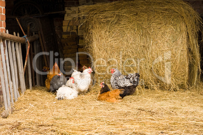 Hühner, chicken