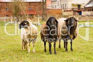 Schafe, sheeps