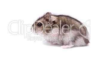 Little dwarf hamster on a white background