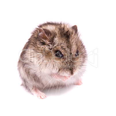 Little dwarf hamster on a white background