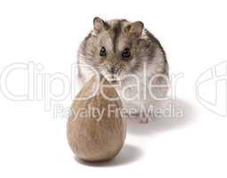 little dwarf hamster and nut
