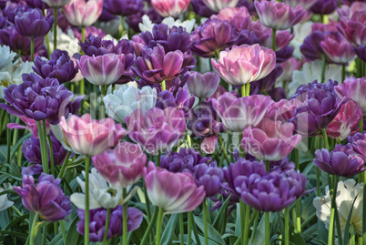 Flowers in a Oslo Meadow, Norway, May 2009