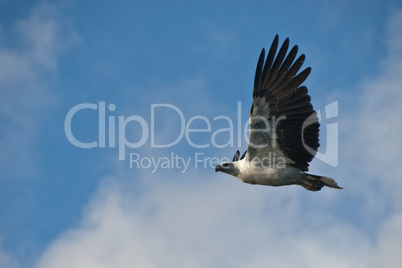 Eagle in the Whitsunday Islands