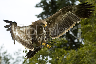 Steinadler