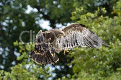 Steinadler