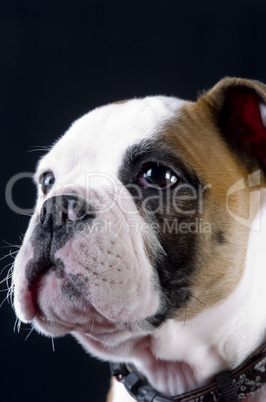 Englische Bulldogge