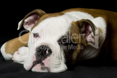 Englische Bulldogge