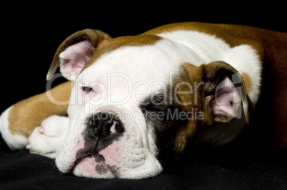 Englische Bulldogge