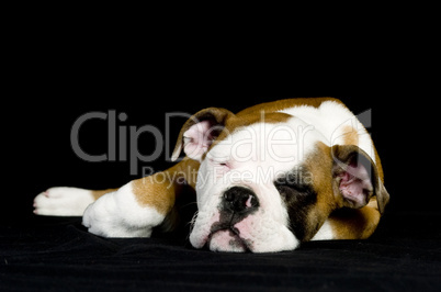 Englische Bulldogge