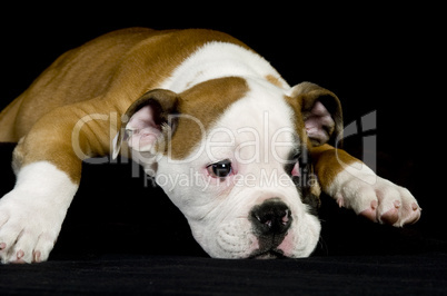 Englische Bulldogge