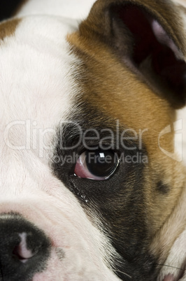 Englische Bulldogge