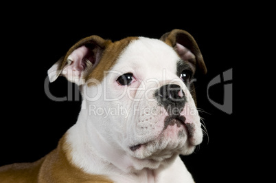 Englische Bulldogge