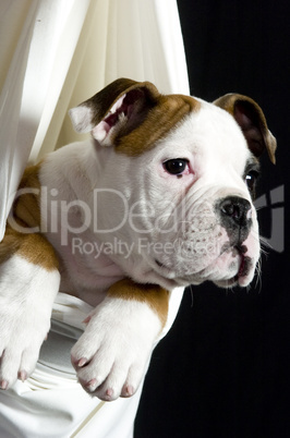 Englische Bulldogge