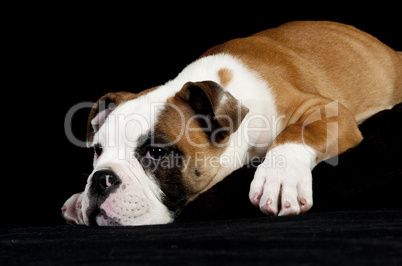 Englische Bulldogge