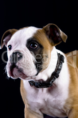 Englische Bulldogge