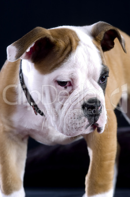 Englische Bulldogge