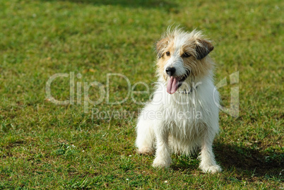 Jack Russell Terrier