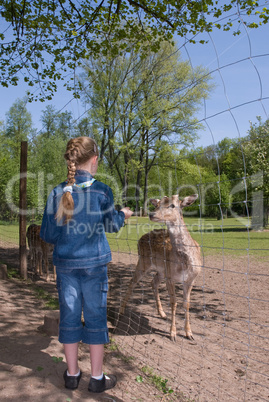 Kind füttert Rehe