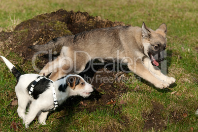 Spielende Hundewelpen