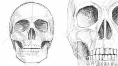 Two skull sketch