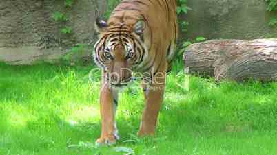 Tiger Walking In Grass