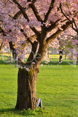 Kirschbaum in voller Blüte