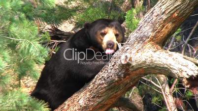 Sun Bear Relaxing in Tree